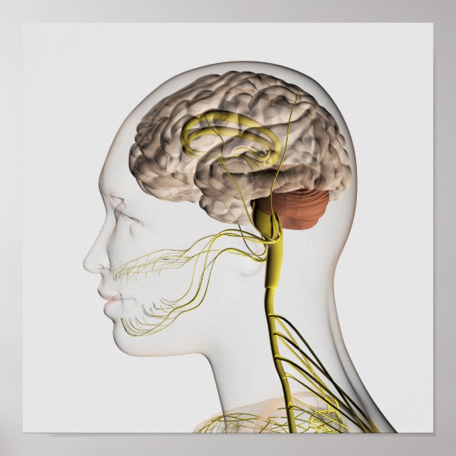 Póster Ilustracion Médico Del Sistema Nervioso Humano 1 (Frente)