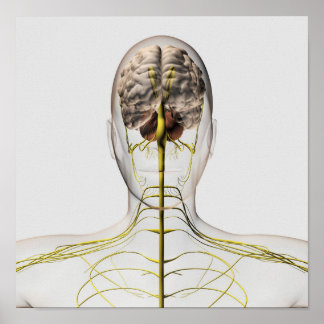 Póster Ilustracion Médico Del Sistema Nervioso Humano 2