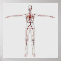 Ilustracion médico: Sistema circulatorio femenino 