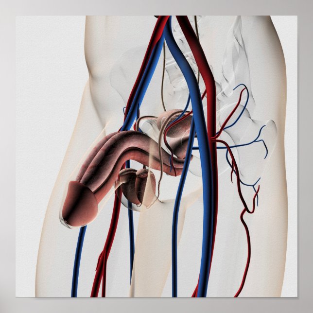 Póster Ilustracion médico: Sistema reproductivo masculino (Frente)