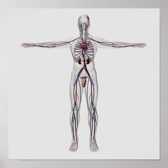 Póster Ilustracion médico: Sistema reproductivo masculino (Frente)