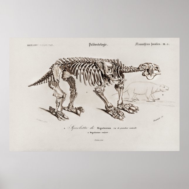 Póster Ilustracion Megatherium de época (Frente)