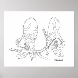 Póster Ilustracion Monkshood