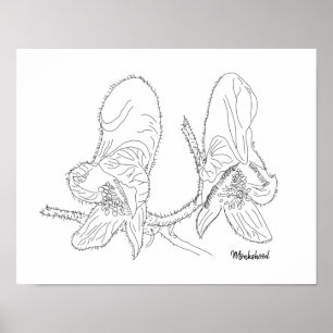 Póster Ilustracion Monkshood