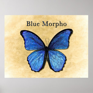 Póster Ilustracion Morfo Azul