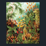 Póster Ilustracion Muscinae por Ernst Haeckel<br><div class="desc">Ernst Haeckel (1834-1919) era zoólogo, naturalista, eugenólogo, filósofo, médico, profesor, biólogo marino y artista alemán. Descubrió, describió y nombró miles de nuevas especies, cartografió un árbol genealógico que relacionaba todas las formas de vida y conectaba muchos términos en biología, incluyendo ecología, filo, filogenia y protista.</div>