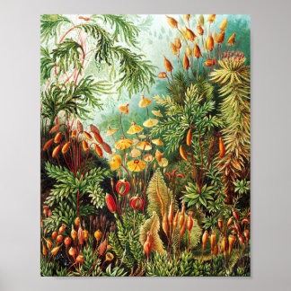 Póster Ilustracion Muscinae por Ernst Haeckel