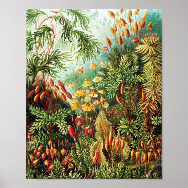 Póster Ilustracion Muscinae por Ernst Haeckel (Frente)