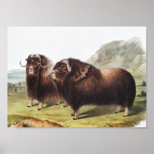 Póster Ilustracion Musk Ox (Ovibos moschatus)