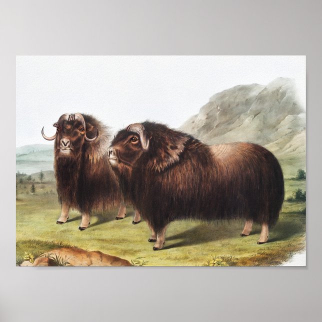 Póster Ilustracion Musk Ox (Ovibos moschatus) (Frente)