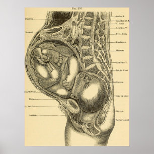 Póster Ilustracion Obstetrics