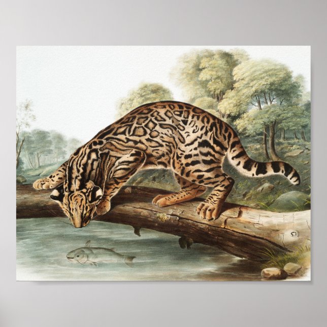 Póster Ilustracion Ocelot, Leopard Cat (Felis pardalis) (Frente)