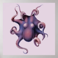 Ilustracion Octopus
