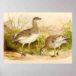 Póster Ilustracion Otis Tetrax