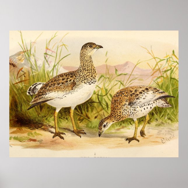 Póster Ilustracion Otis Tetrax (Frente)