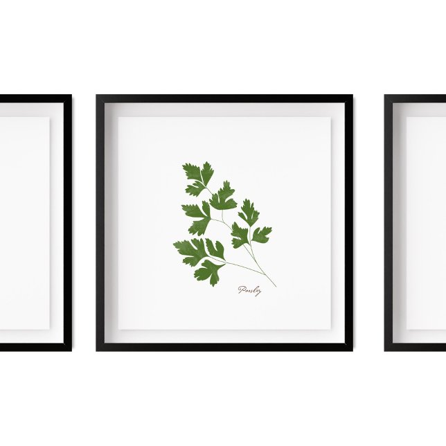Póster Ilustracion Parsley | Herbs Kitchen Wall Art (Subido por el creador)