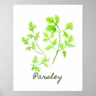 Póster Ilustracion Parsley Watercolor