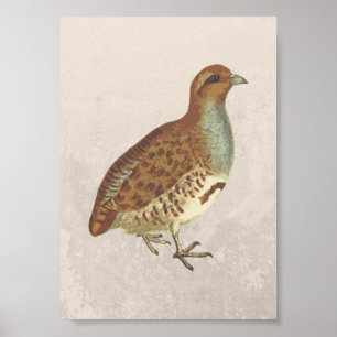 Póster Ilustracion Partridge Bird