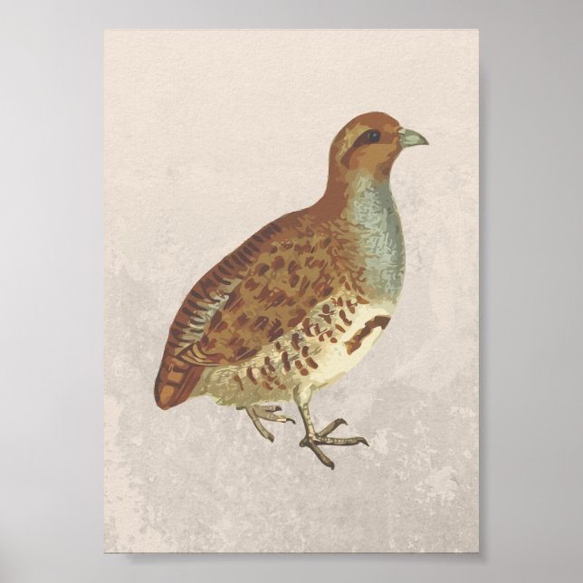 Póster Ilustracion Partridge Bird (Frente)