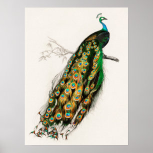 Póster Ilustracion Peacock Pintura