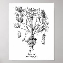 Póster Ilustracion Peanut Vintage