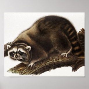 Póster Ilustracion Raccoon (Procyon lotor)