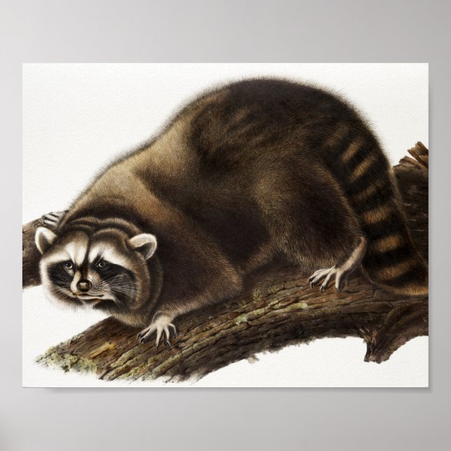 Póster Ilustracion Raccoon (Procyon lotor) (Frente)