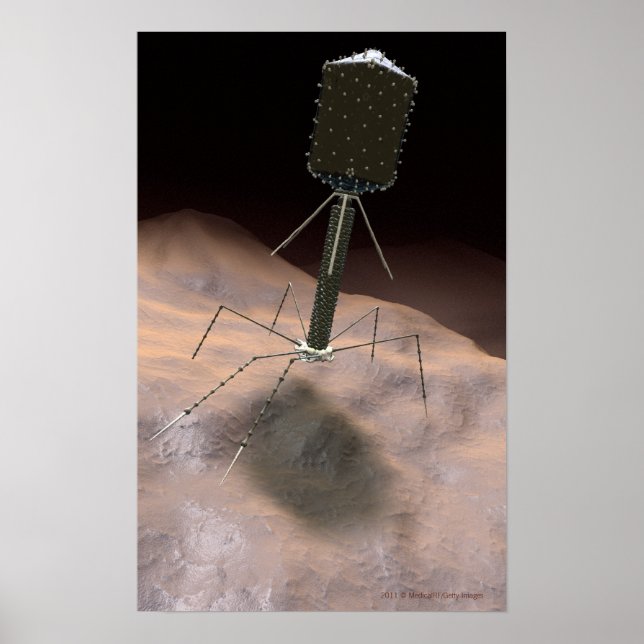 Póster Ilustracion realista de bacteriófago (Frente)