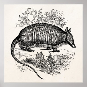 Póster Ilustracion retro de los armadillos del armadillo