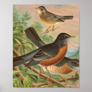 Póster Ilustracion Robin Vintage Bird