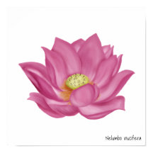 Ilustracion Rosa Lotus Blossom