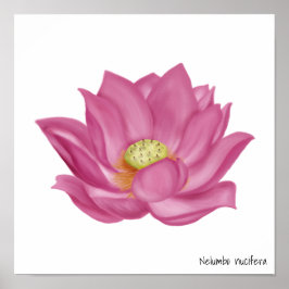 Póster Ilustracion Rosa Lotus Blossom