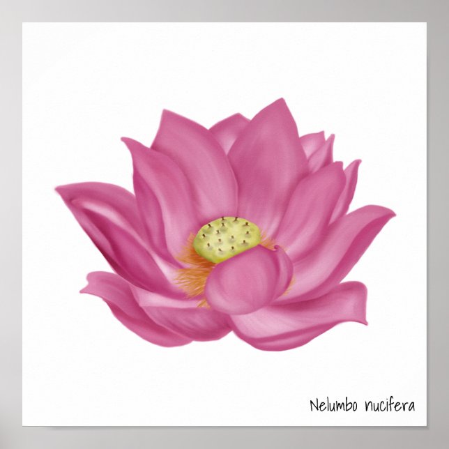 Póster Ilustracion Rosa Lotus Blossom (Frente)