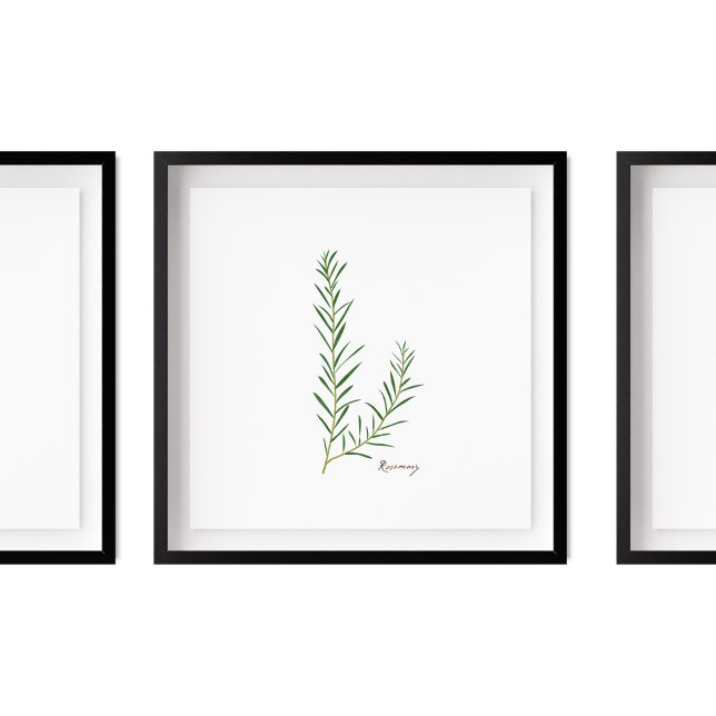 Póster Ilustracion Rosemary | Herbs Kitchen Wall Art (Subido por el creador)