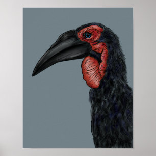 Póster Ilustracion Southern Ground Hornbill