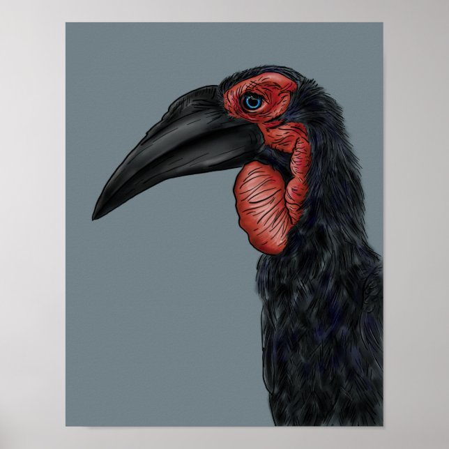 Póster Ilustracion Southern Ground Hornbill (Frente)