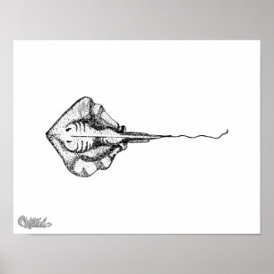 Póster Ilustracion Stingray