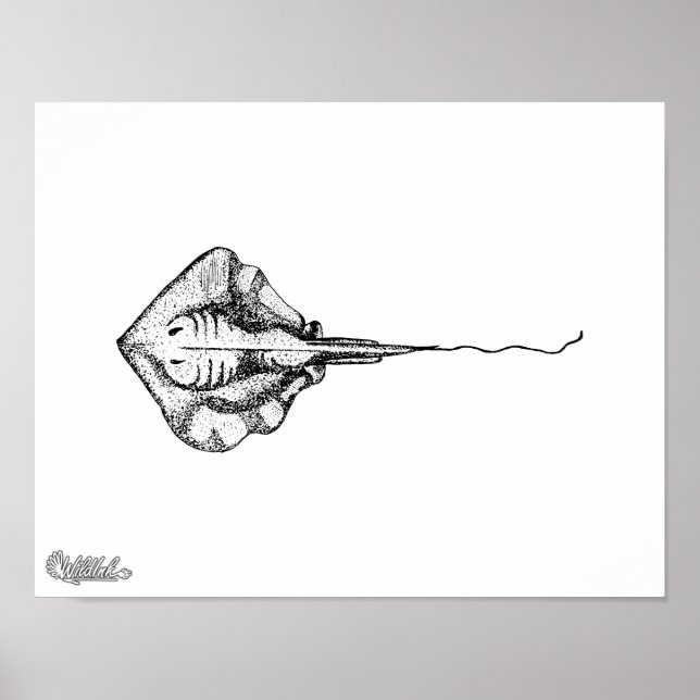 Póster Ilustracion Stingray (Frente)