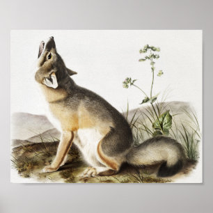 Póster Ilustracion Swift Fox (Vulpes velox)