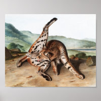 Ilustracion Texan Lynx (Lynx rufus var maculatus)