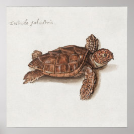 Póster Ilustracion Tortoise de época