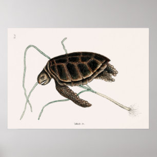 Póster Ilustracion Tortoise de época