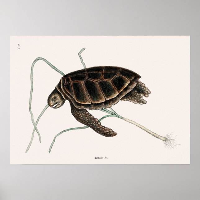 Póster Ilustracion Tortoise de época (Frente)