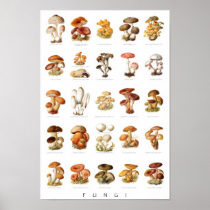 Póster Ilustracion ventilado hongos comestibles no comest