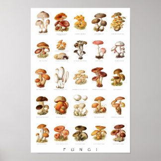 Póster Ilustracion ventilado hongos comestibles no comest