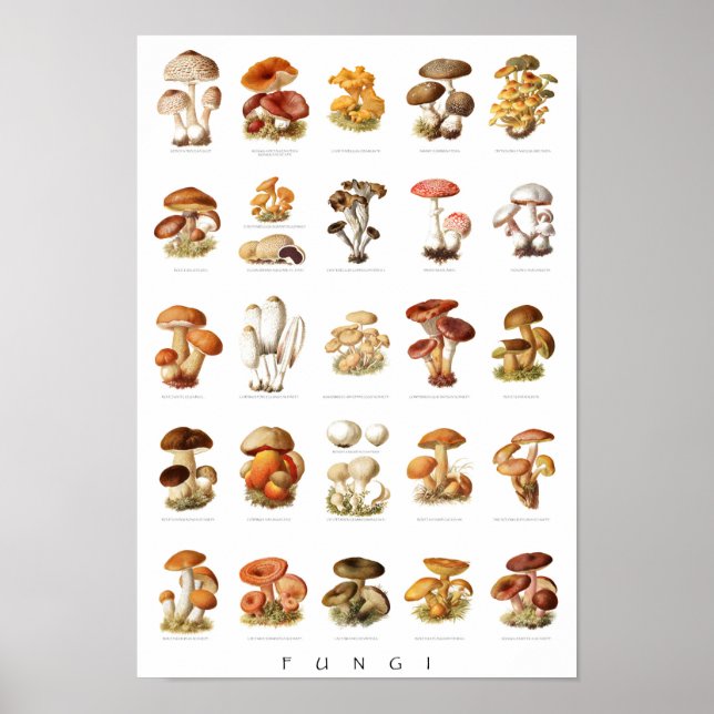 Póster Ilustracion ventilado hongos comestibles no comest (Frente)