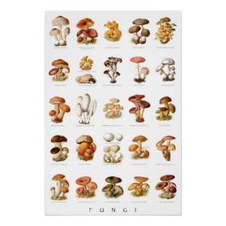 Póster Ilustracion ventilado hongos comestibles no comest