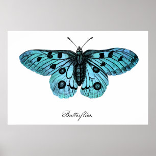 Póster Ilustracion Verde azulado de mariposa azul vintage