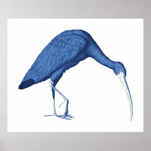 Póster Ilustracion vintage azul Ibis