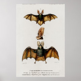 Póster Ilustracion Vintage Bat